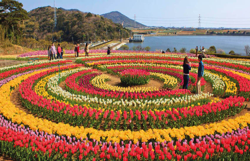 Special Tulip Tour Package