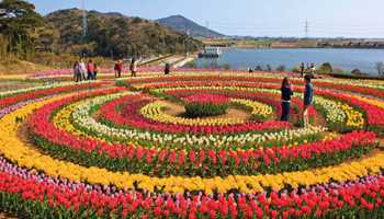 Special Tulip Tour Package